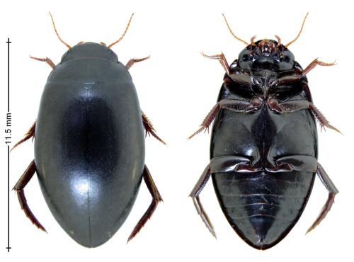 Ilybius quadriguttatus